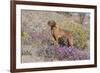 Older Vizsla Standing Amid Purple Desert Verbena and Yellow Composites-Lynn M^ Stone-Framed Photographic Print