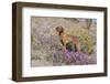 Older Vizsla Standing Amid Purple Desert Verbena and Yellow Composites-Lynn M^ Stone-Framed Photographic Print