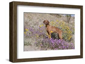 Older Vizsla Standing Amid Purple Desert Verbena and Yellow Composites-Lynn M^ Stone-Framed Photographic Print