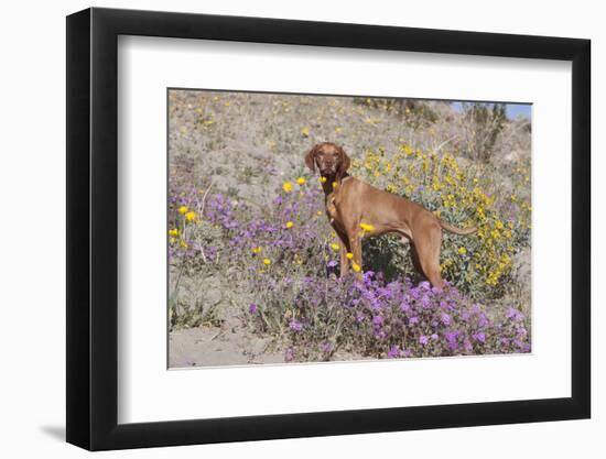 Older Vizsla Standing Amid Purple Desert Verbena and Yellow Composites-Lynn M^ Stone-Framed Photographic Print