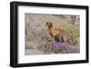 Older Vizsla Standing Amid Purple Desert Verbena and Yellow Composites-Lynn M^ Stone-Framed Photographic Print