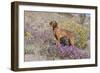 Older Vizsla Standing Amid Purple Desert Verbena and Yellow Composites-Lynn M^ Stone-Framed Photographic Print