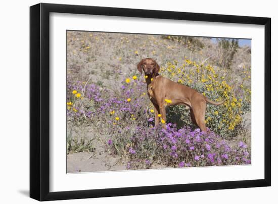 Older Vizsla Standing Amid Purple Desert Verbena and Yellow Composites-Lynn M^ Stone-Framed Photographic Print