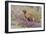 Older Vizsla Standing Amid Purple Desert Verbena and Yellow Composites-Lynn M^ Stone-Framed Photographic Print