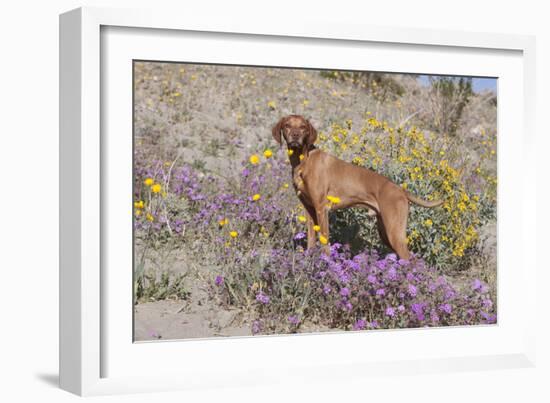 Older Vizsla Standing Amid Purple Desert Verbena and Yellow Composites-Lynn M^ Stone-Framed Photographic Print