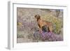 Older Vizsla Standing Amid Purple Desert Verbena and Yellow Composites-Lynn M^ Stone-Framed Photographic Print