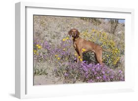 Older Vizsla Standing Amid Purple Desert Verbena and Yellow Composites-Lynn M^ Stone-Framed Photographic Print