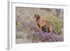 Older Vizsla Standing Amid Purple Desert Verbena and Yellow Composites-Lynn M^ Stone-Framed Photographic Print