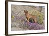 Older Vizsla Standing Amid Purple Desert Verbena and Yellow Composites-Lynn M^ Stone-Framed Photographic Print