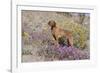 Older Vizsla Standing Amid Purple Desert Verbena and Yellow Composites-Lynn M^ Stone-Framed Photographic Print