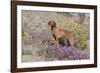 Older Vizsla Standing Amid Purple Desert Verbena and Yellow Composites-Lynn M^ Stone-Framed Photographic Print