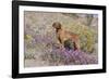 Older Vizsla Standing Amid Purple Desert Verbena and Yellow Composites-Lynn M^ Stone-Framed Photographic Print