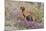 Older Vizsla Standing Amid Purple Desert Verbena and Yellow Composites-Lynn M^ Stone-Mounted Photographic Print