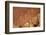 Oldest Pueblos and Navajos Tracks of Art on the Cliffs of Monument Valley-Olivier Goujon-Framed Photographic Print