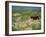 Olduvai Gorge, Serengeti, Tanzania, East Africa, Africa-Nigel Callow-Framed Photographic Print