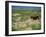 Olduvai Gorge, Serengeti, Tanzania, East Africa, Africa-Nigel Callow-Framed Photographic Print