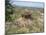 Olduvai Gorge, UNESCO World Heritage Site, Serengeti, Tanzania, East Africa, Africa-Pate Jenny-Mounted Photographic Print