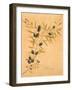 Oleaceae-Linda Baliko-Framed Art Print