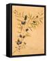 Oleaceae-Linda Baliko-Framed Stretched Canvas