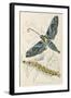 Oleander Hawk Moth-null-Framed Art Print