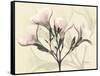 Oleander Moments-Albert Koetsier-Framed Stretched Canvas