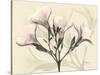 Oleander Moments-Albert Koetsier-Stretched Canvas