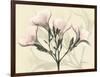 Oleander Moments-Albert Koetsier-Framed Art Print