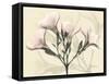 Oleander Moments-Albert Koetsier-Framed Stretched Canvas