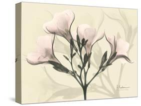 Oleander Moments-Albert Koetsier-Stretched Canvas