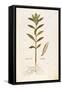 Oleander (Nerium Oleander) by Leonhart Fuchs from De Historia Stirpium Commentarii Insignes (Notabl-null-Framed Stretched Canvas