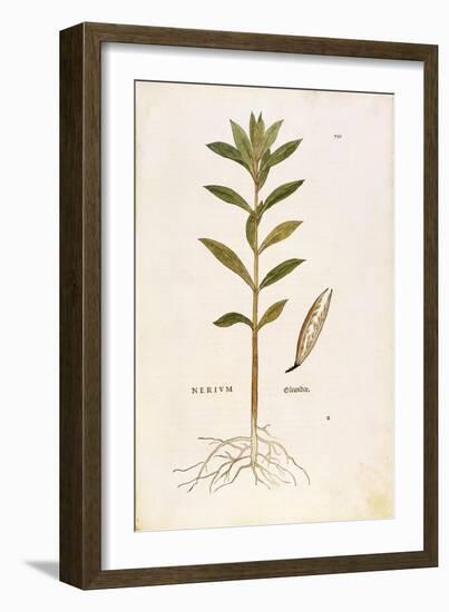 Oleander (Nerium Oleander) by Leonhart Fuchs from De Historia Stirpium Commentarii Insignes (Notabl-null-Framed Giclee Print