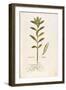 Oleander (Nerium Oleander) by Leonhart Fuchs from De Historia Stirpium Commentarii Insignes (Notabl-null-Framed Giclee Print