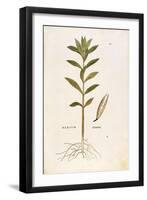 Oleander (Nerium Oleander) by Leonhart Fuchs from De Historia Stirpium Commentarii Insignes (Notabl-null-Framed Giclee Print