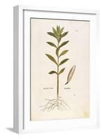 Oleander (Nerium Oleander) by Leonhart Fuchs from De Historia Stirpium Commentarii Insignes (Notabl-null-Framed Giclee Print