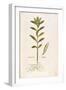 Oleander (Nerium Oleander) by Leonhart Fuchs from De Historia Stirpium Commentarii Insignes (Notabl-null-Framed Giclee Print