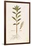 Oleander (Nerium Oleander) by Leonhart Fuchs from De Historia Stirpium Commentarii Insignes (Notabl-null-Framed Giclee Print