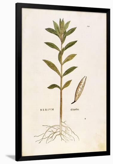 Oleander (Nerium Oleander) by Leonhart Fuchs from De Historia Stirpium Commentarii Insignes (Notabl-null-Framed Giclee Print