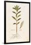 Oleander (Nerium Oleander) by Leonhart Fuchs from De Historia Stirpium Commentarii Insignes (Notabl-null-Framed Giclee Print