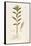 Oleander (Nerium Oleander) by Leonhart Fuchs from De Historia Stirpium Commentarii Insignes (Notabl-null-Framed Stretched Canvas