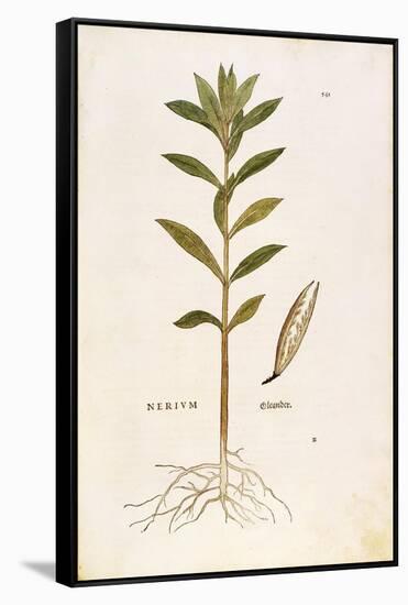 Oleander (Nerium Oleander) by Leonhart Fuchs from De Historia Stirpium Commentarii Insignes (Notabl-null-Framed Stretched Canvas