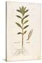 Oleander (Nerium Oleander) by Leonhart Fuchs from De Historia Stirpium Commentarii Insignes (Notabl-null-Stretched Canvas