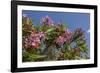 Oleander, New Smyrna Beach, Florida, USA-Lisa S^ Engelbrecht-Framed Photographic Print