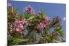 Oleander, New Smyrna Beach, Florida, USA-Lisa S^ Engelbrecht-Mounted Photographic Print