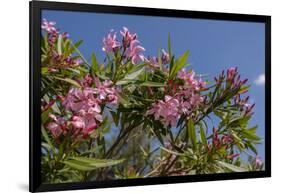 Oleander, New Smyrna Beach, Florida, USA-Lisa S^ Engelbrecht-Framed Photographic Print