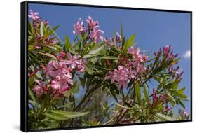 Oleander, New Smyrna Beach, Florida, USA-Lisa S^ Engelbrecht-Framed Stretched Canvas