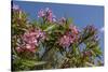 Oleander, New Smyrna Beach, Florida, USA-Lisa S^ Engelbrecht-Stretched Canvas