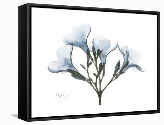 Oleander Portrait-Albert Koetsier-Framed Stretched Canvas