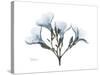 Oleander Portrait-Albert Koetsier-Stretched Canvas