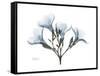 Oleander Portrait-Albert Koetsier-Framed Stretched Canvas