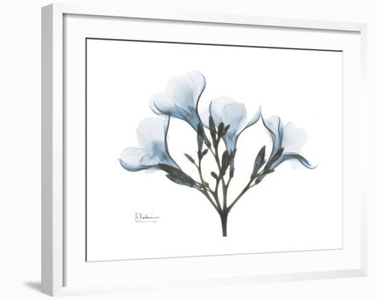 Oleander Portrait-Albert Koetsier-Framed Premium Giclee Print